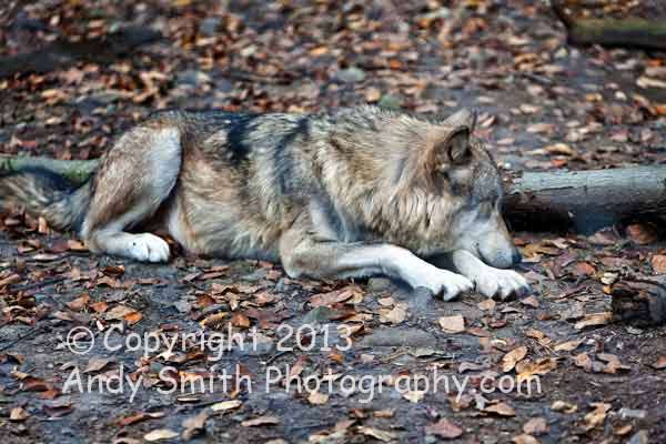 Female Timber Wolf Resting